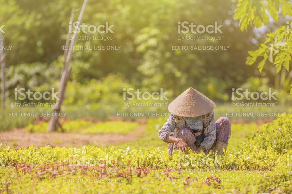 Une travailleuse vietnamienne